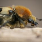 Biene oder Käfer oder was?