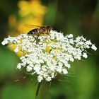 Biene oder Mücke?