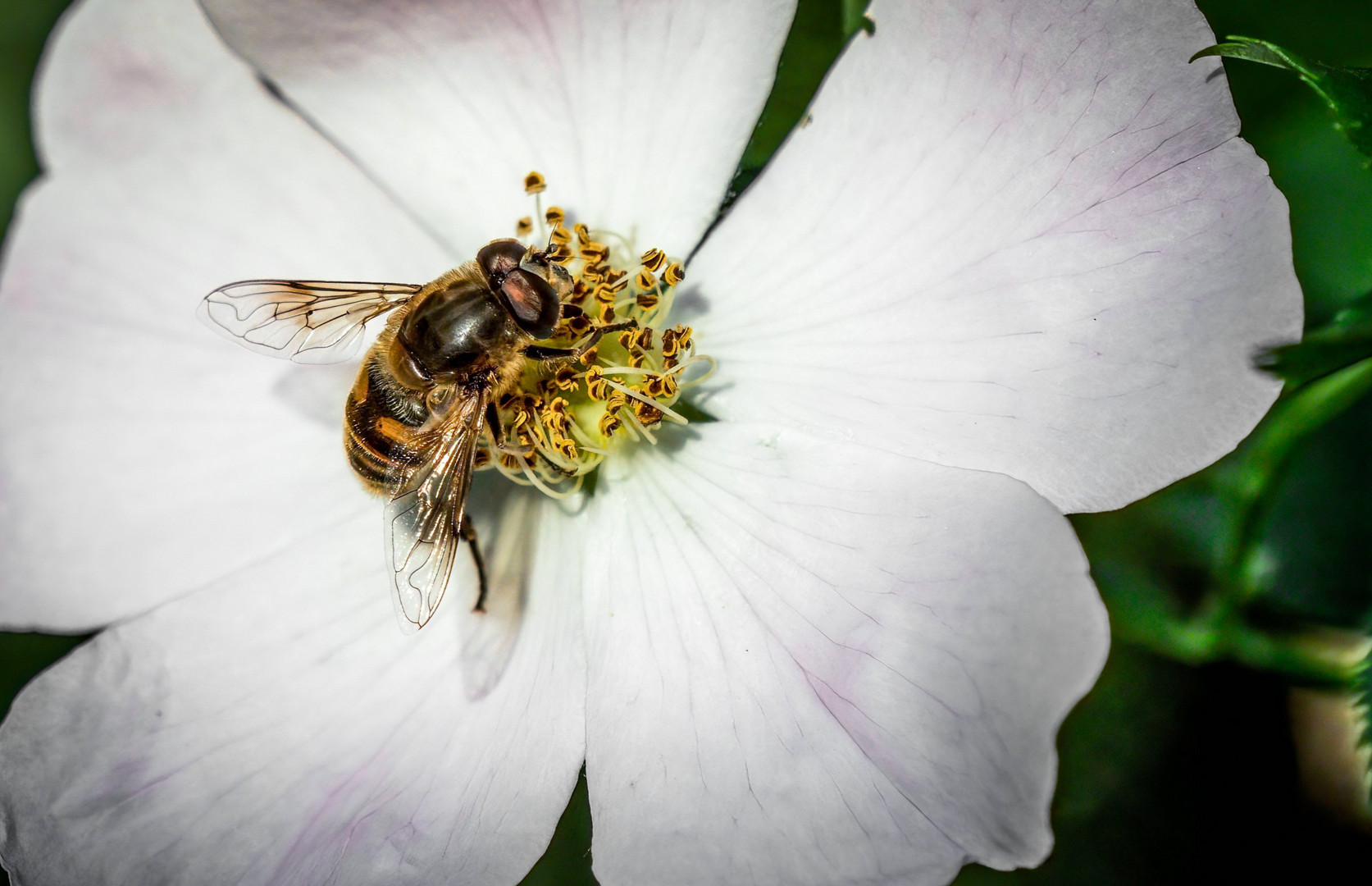 "BIENE oder SCHWEBFLIEGE"?