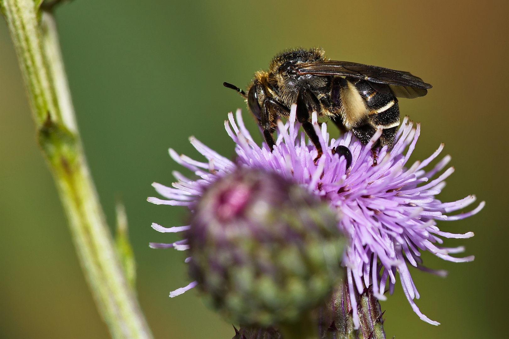 Biene oder Wespe ?