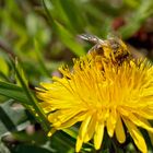 Biene ohne Pollenallergie