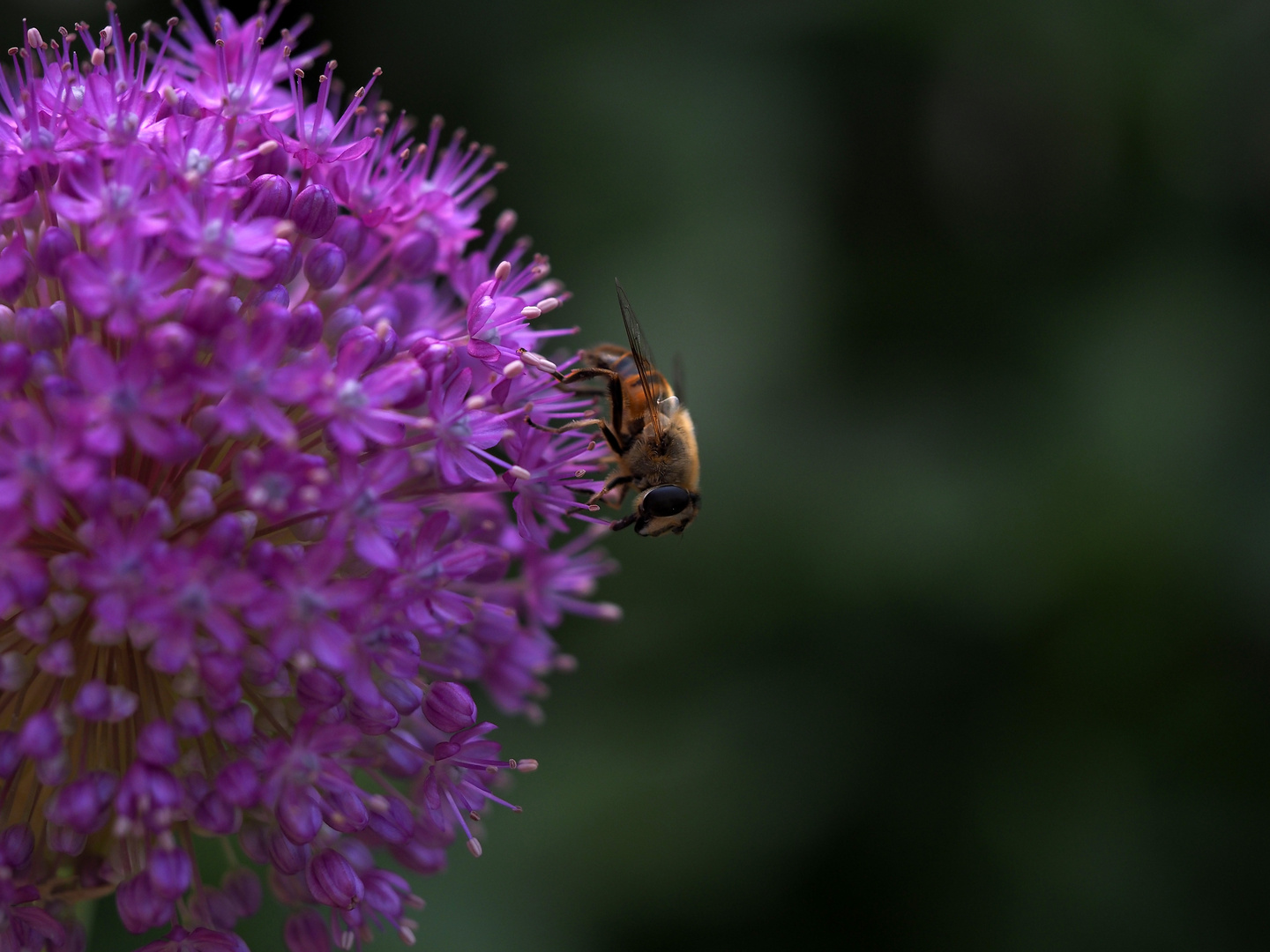 Biene perfekt auf Alium