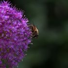 Biene perfekt auf Alium