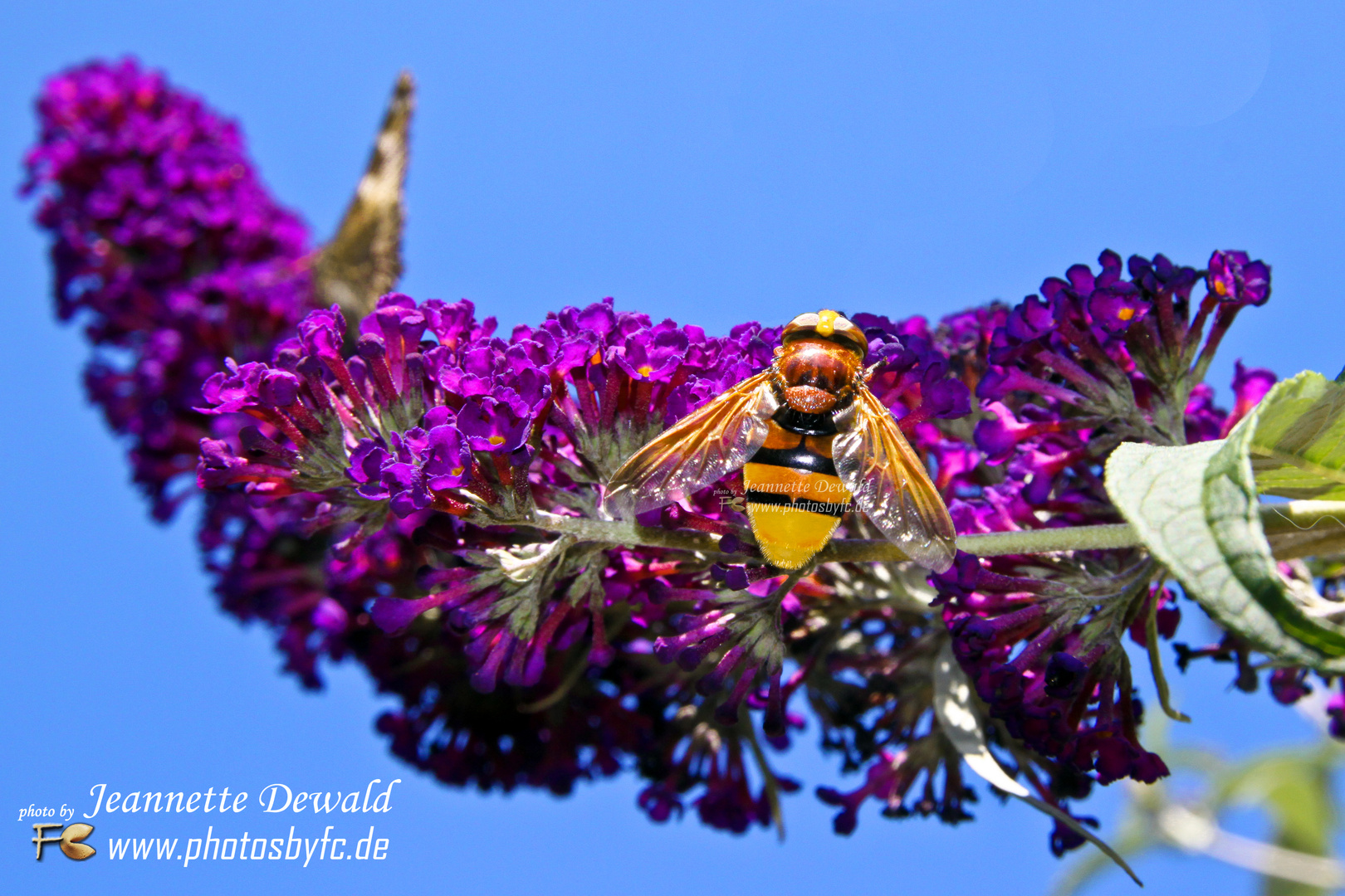 Biene - Photos by FC - Jeannette Dewald