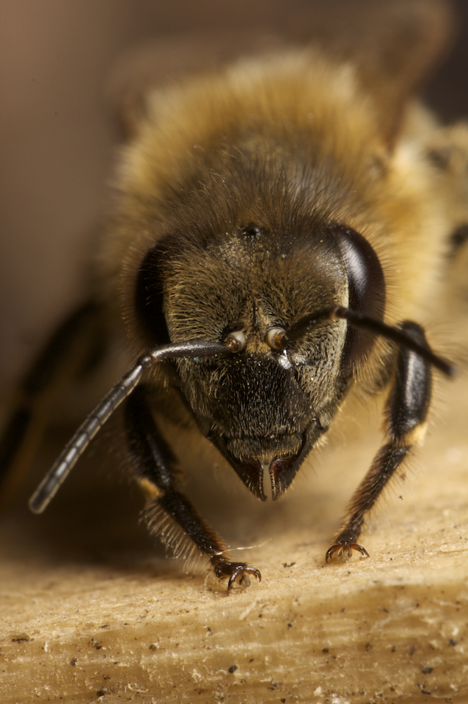 Biene - Portrait