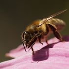 Biene putzt sich