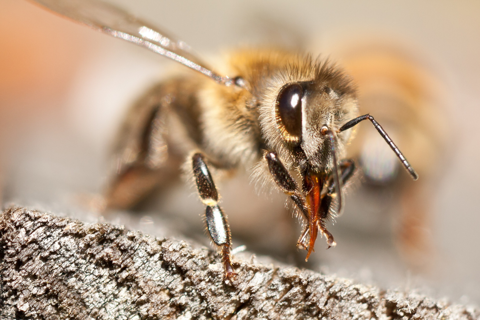 Biene putzt sich die Zunge