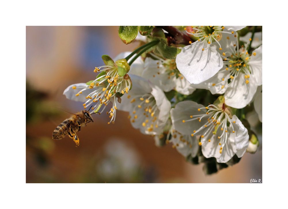 Biene Richtung Kirschblüte