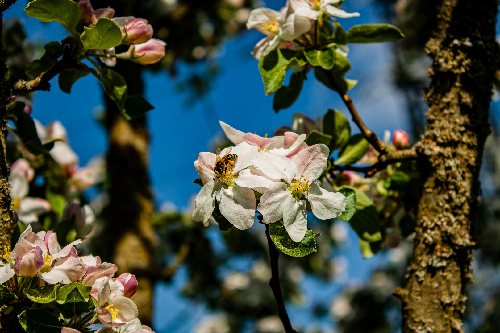 Biene sammelt den Pollen eines Apfelbaums 