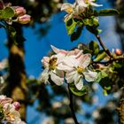 Biene sammelt den Pollen eines Apfelbaums 