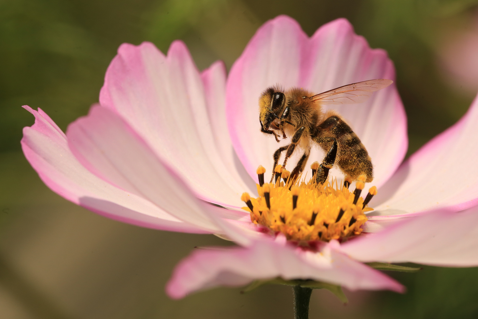 Biene sammelt Honig an der Cosmea