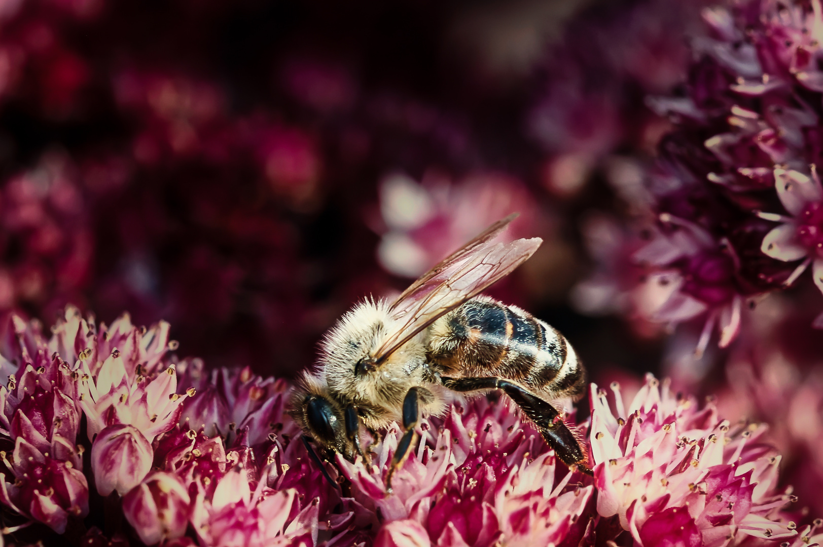 Biene sammelt Pollen