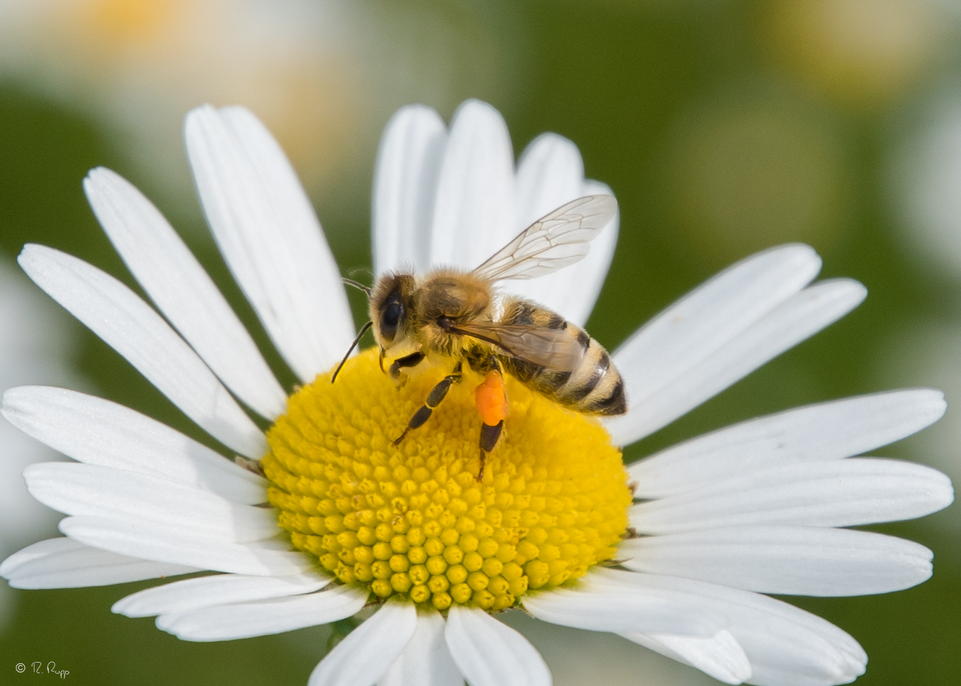 Biene samt Pollen auf Margerite 