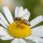 Biene samt Pollen auf Margerite 