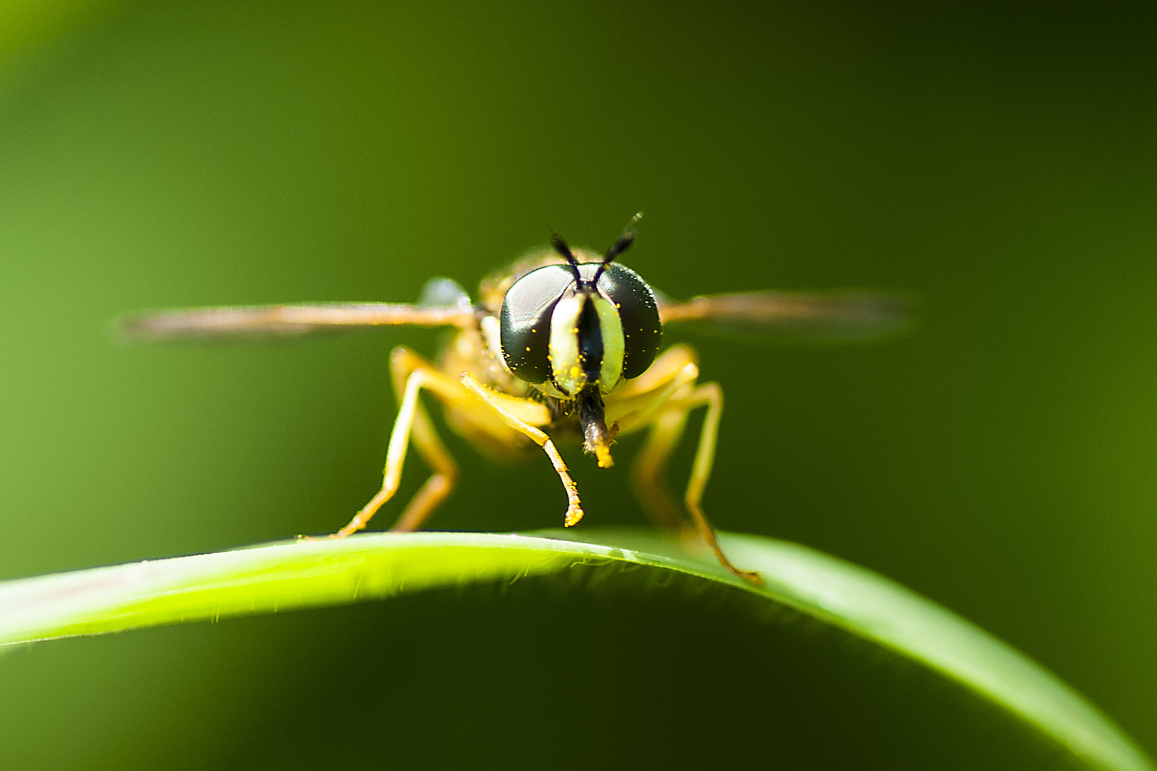 (Biene) Schwebefliege macht sich startklar