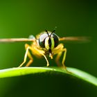 (Biene) Schwebefliege macht sich startklar