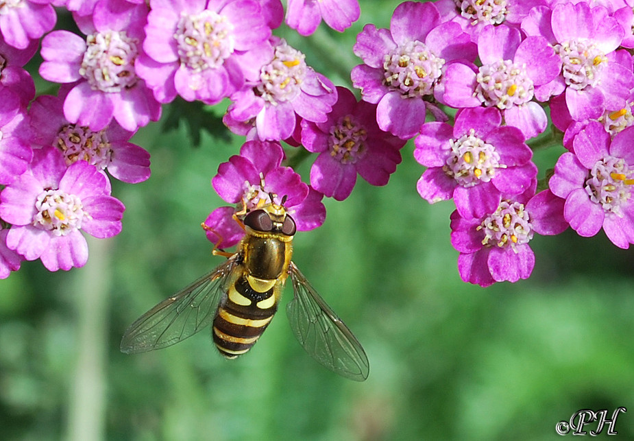 Biene  (Schwebfliege)  :-))