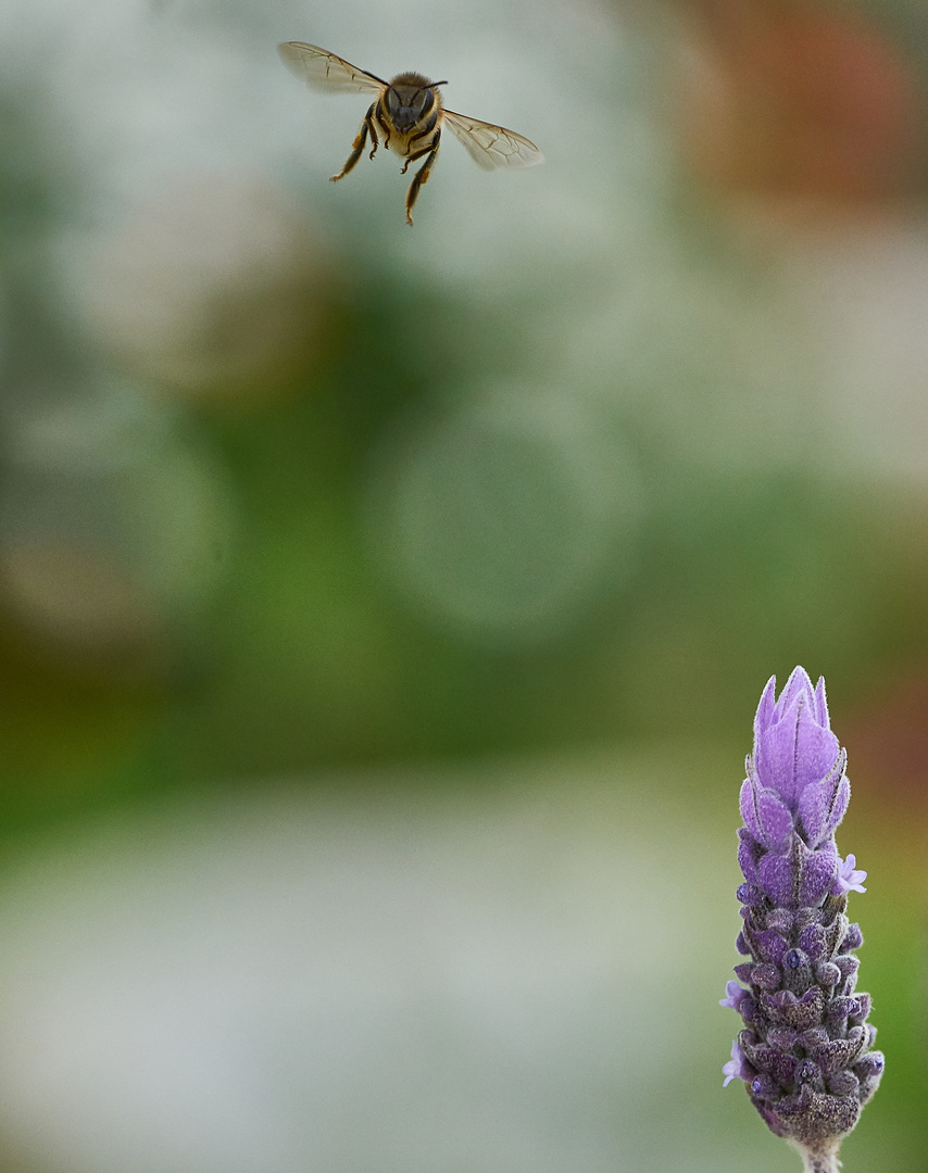 Biene sieht Lavendel