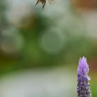 Biene sieht Lavendel