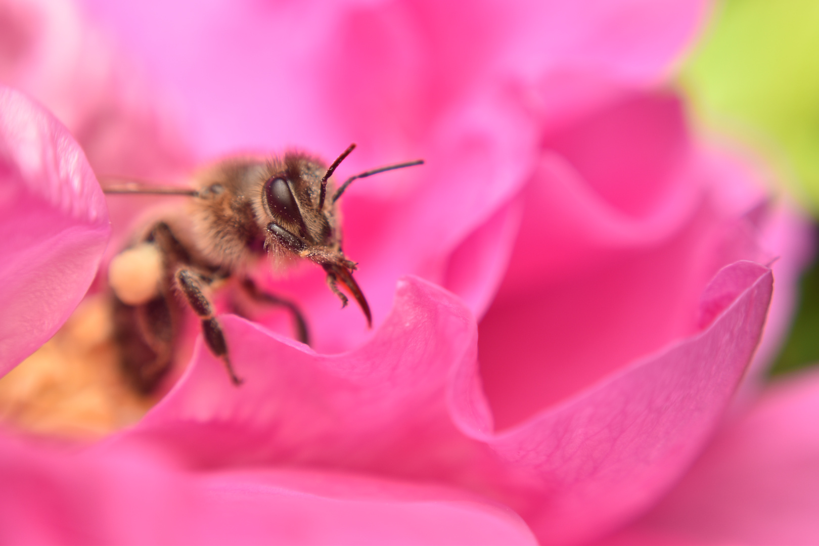 Biene sitzt noch in der Blüte und gönnt sich einen Moment bis sie weiter fliegt. 