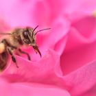 Biene sitzt noch in der Blüte und gönnt sich einen Moment bis sie weiter fliegt. 