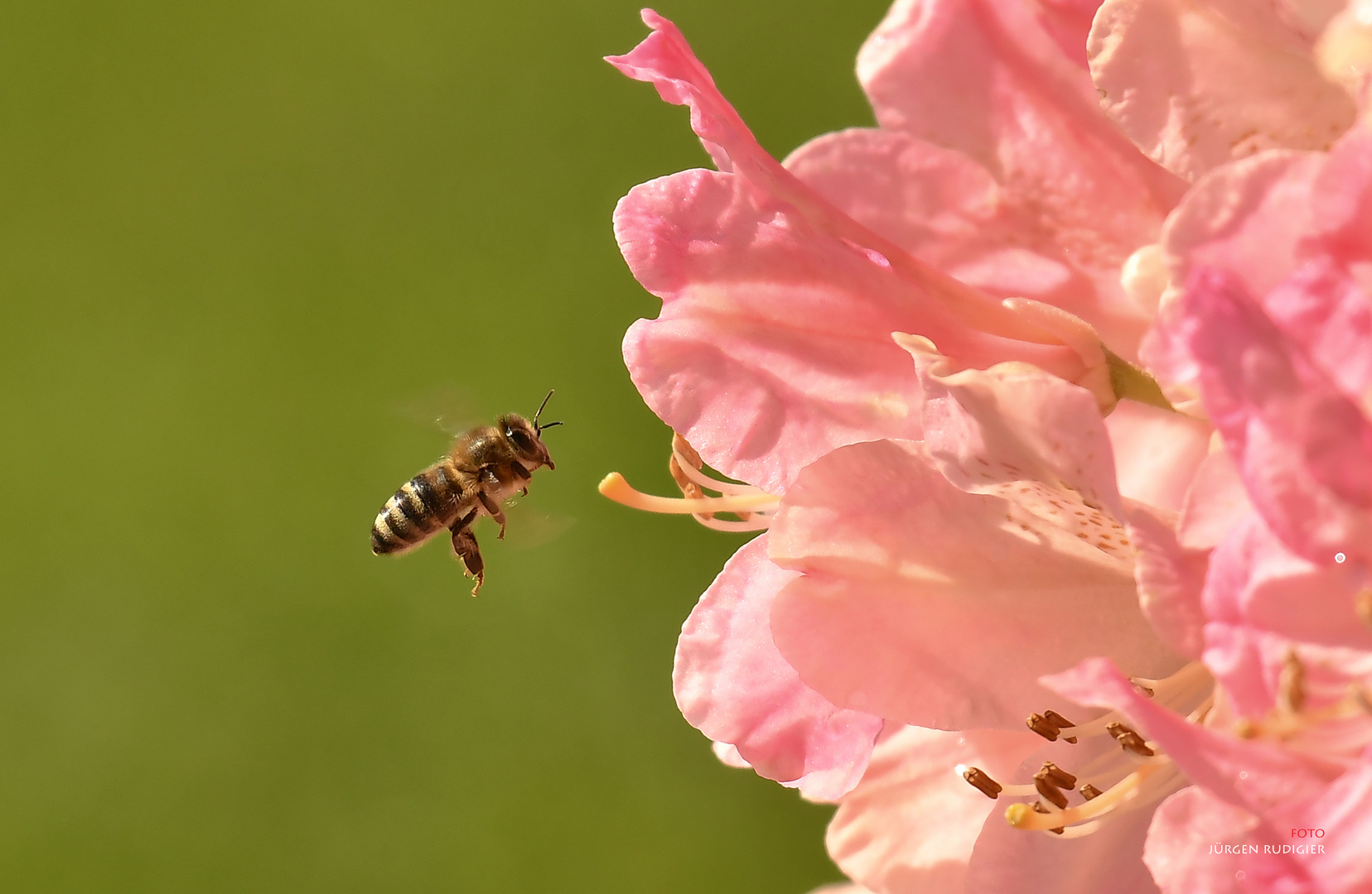 Biene steuert Rhododendron an 