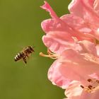 Biene steuert Rhododendron an 