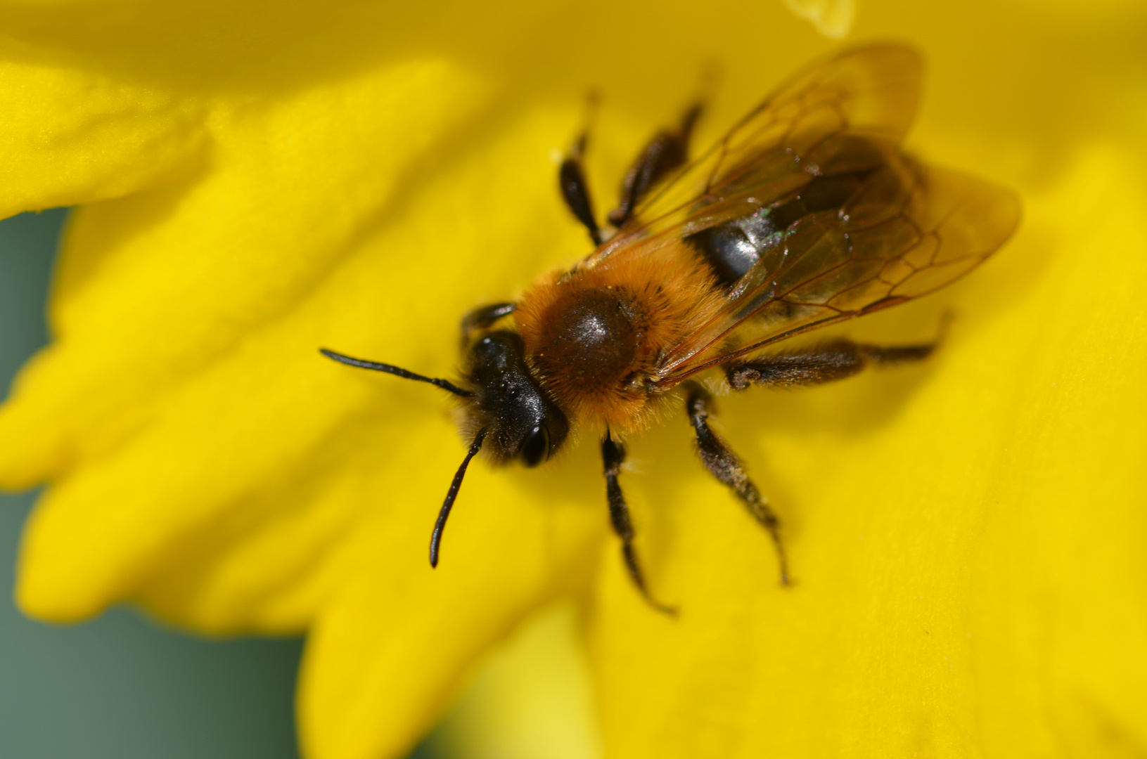 Biene sucht Blüte 