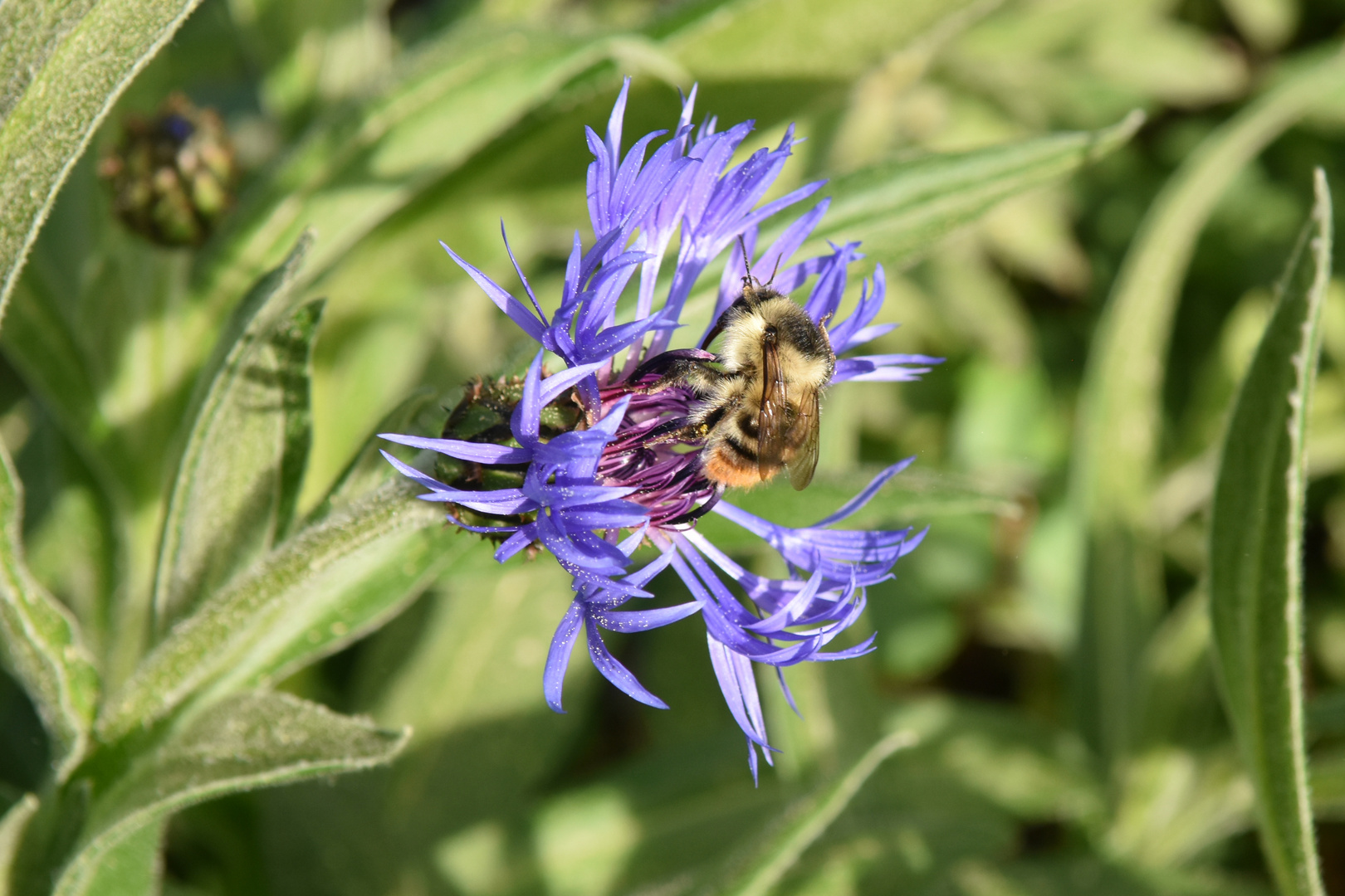 Biene sucht Frühling