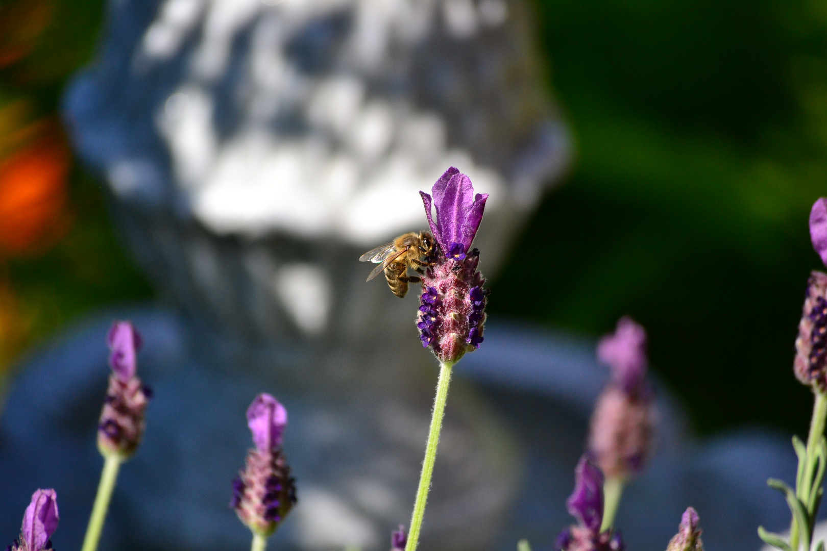 Biene sucht Lavendel