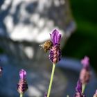 Biene sucht Lavendel