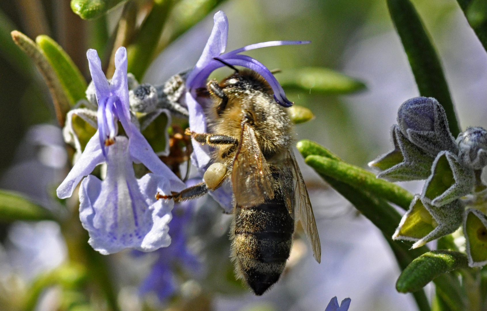 Biene taucht tief in eine Rosmarinblüte