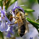 Biene taucht tief in eine Rosmarinblüte