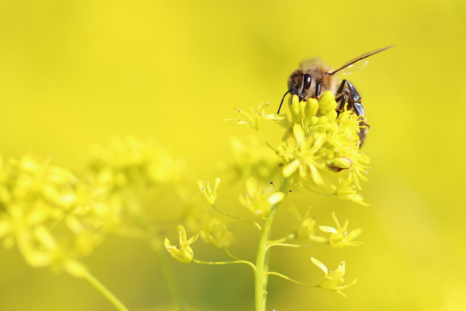 Biene - Tierfotografie - Makro