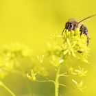 Biene - Tierfotografie - Makro