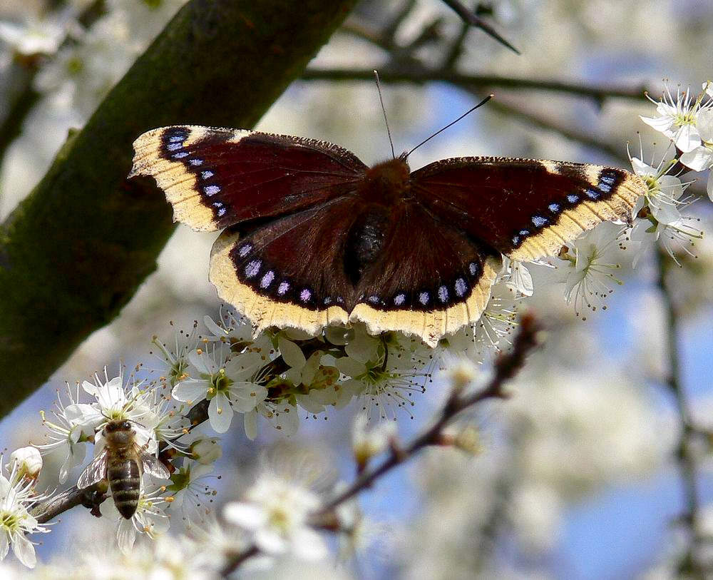 Biene + Trauermantel (Nymphalis antiopa)