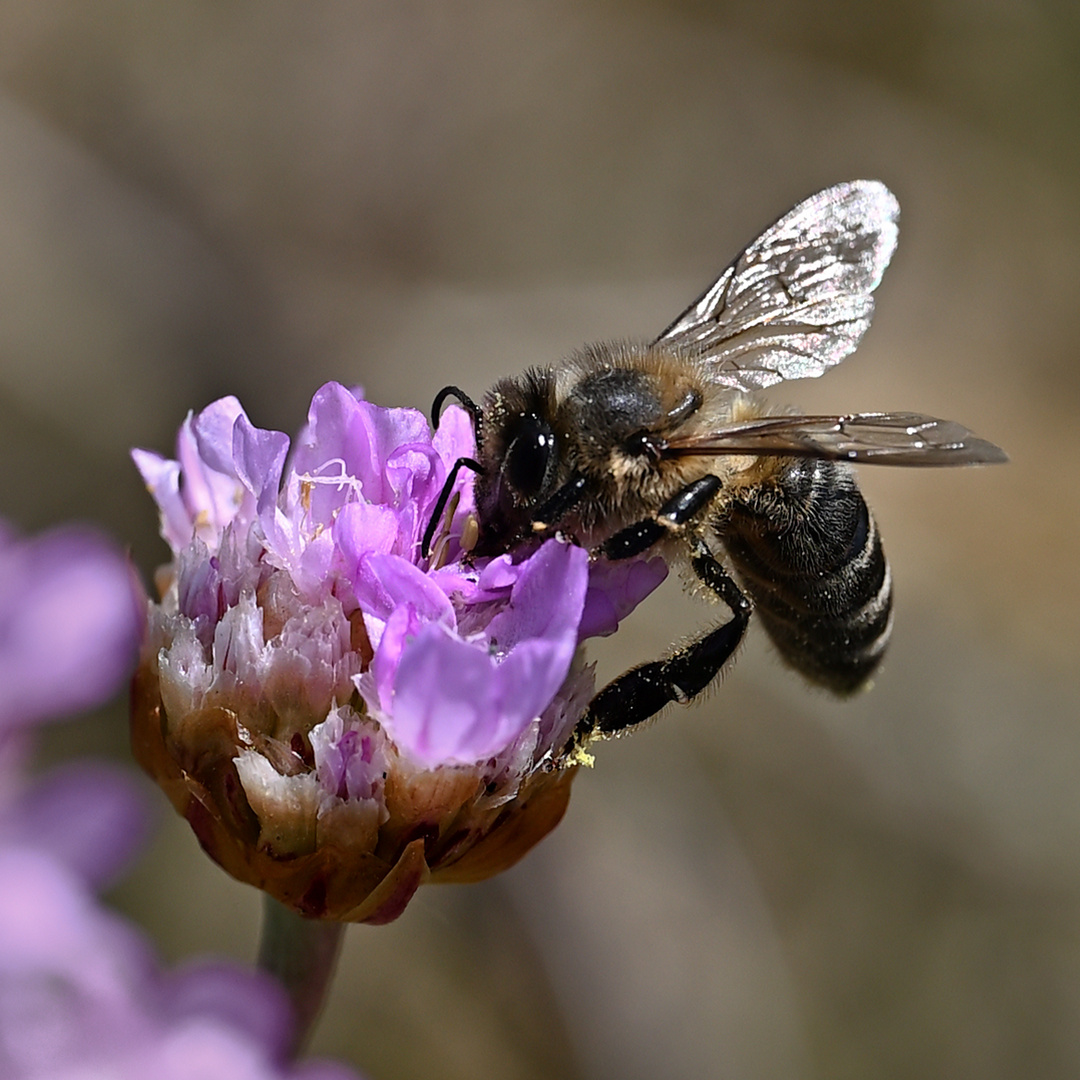 Biene trifft Grasnelke