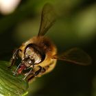 Biene trinkt Honig