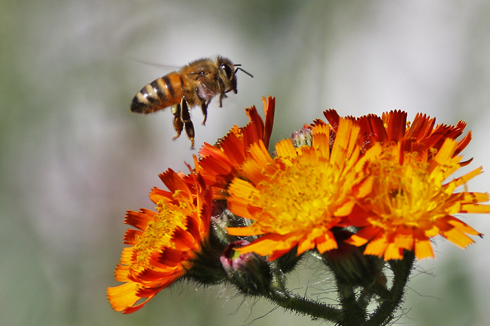 Biene über der Blüte