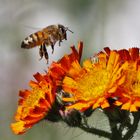 Biene über der Blüte