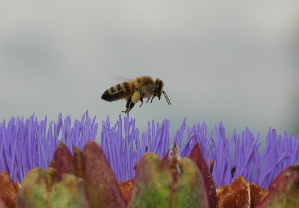 Biene über einer Artischockenblüte