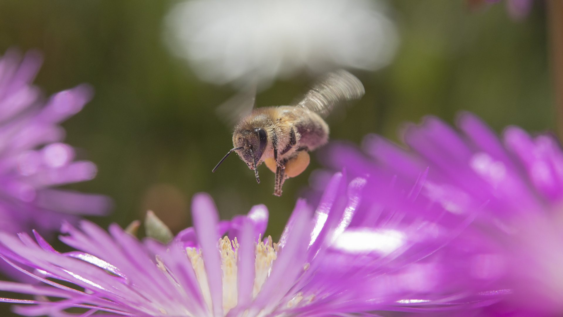 Biene über Mittagsblume