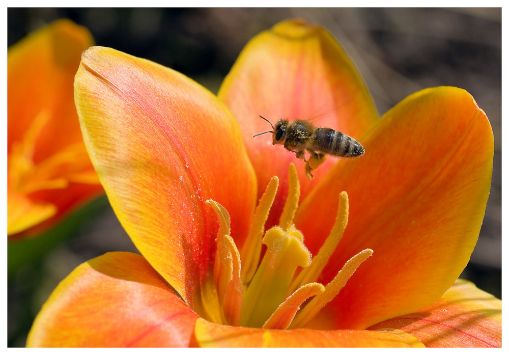 Biene über Tulpe