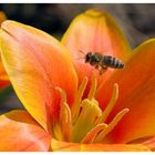 Biene über Tulpe