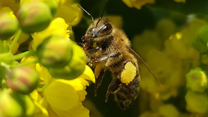 Biene, um die 200 Blüten wird sie bestimmt schon besucht haben