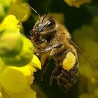 Biene, um die 200 Blüten wird sie bestimmt schon besucht haben