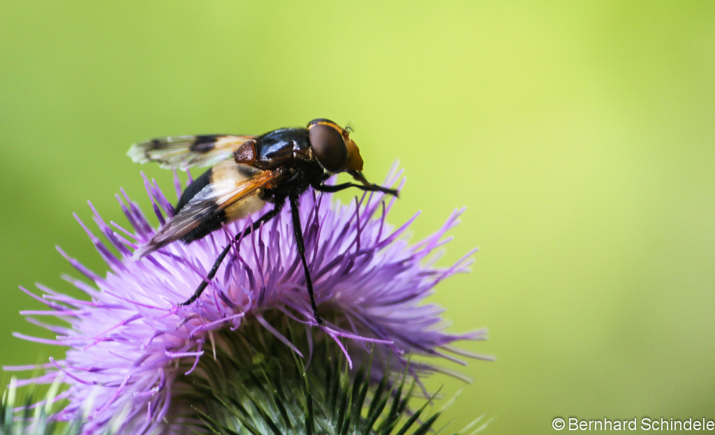 Biene un d Blüte