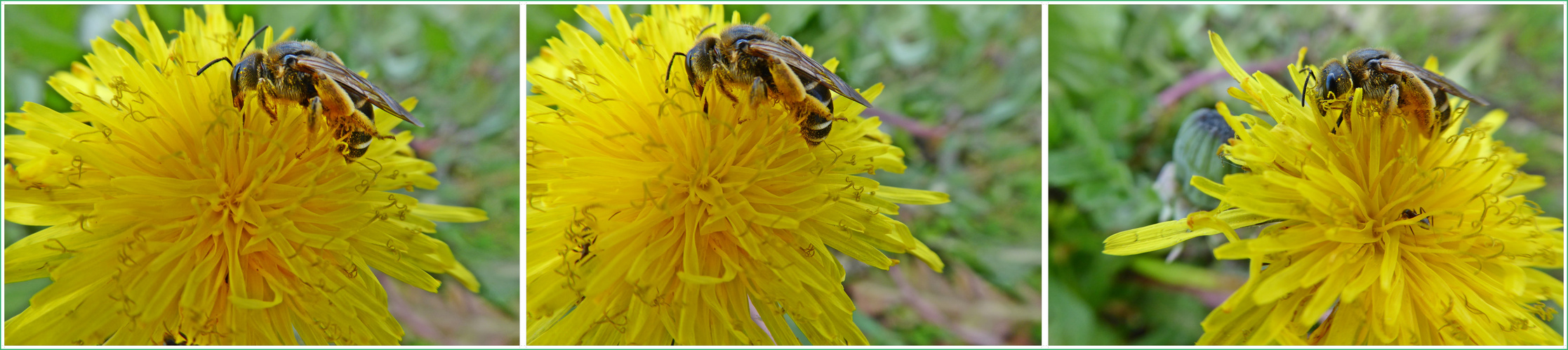 Biene und Ameise