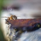 Biene und Ameise