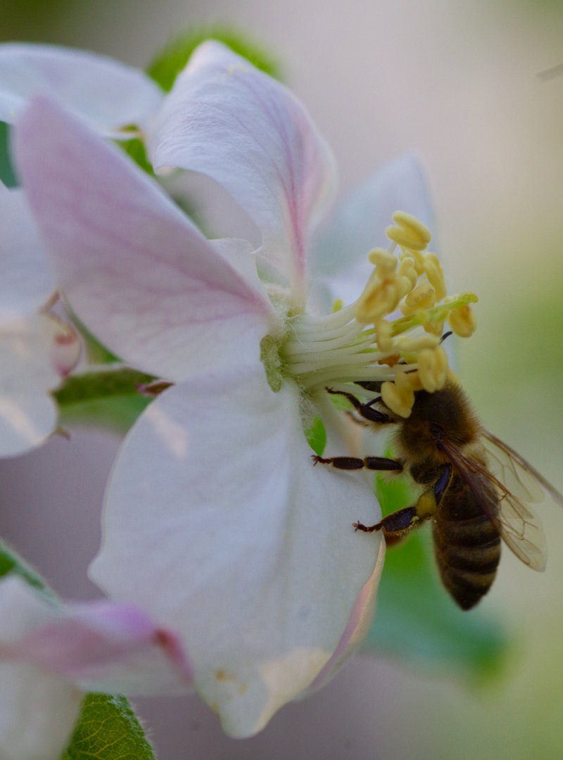 Biene und Apfelblüte